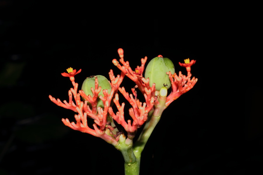 Lokation: Deutschland | Nordrhein-Westfalen | Köln | Riehl Kategorien: Gewächshaus, Zoo, Datum: 11.12.2010