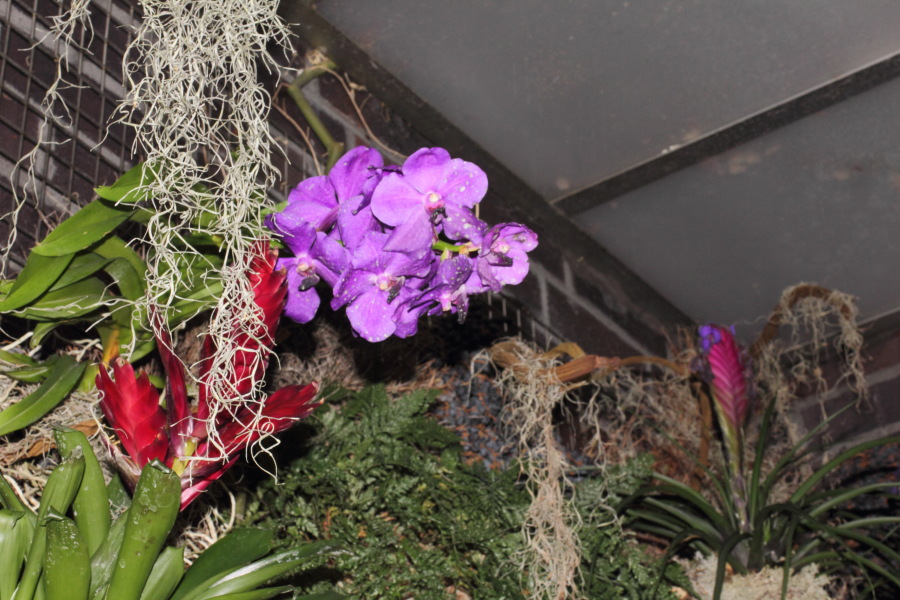 Lokation: Deutschland | Nordrhein-Westfalen | Köln | Riehl Kategorien: Gewächshaus, Zoo, Datum: 11.12.2010