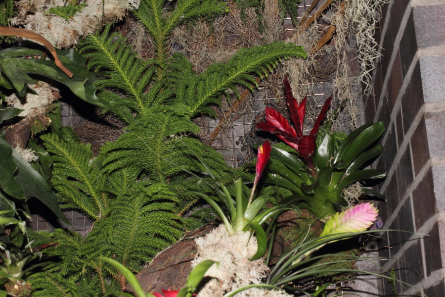 Lokation: Deutschland | Nordrhein-Westfalen | Köln | Riehl Kategorien: Gewächshaus, Zoo, Datum: 11.12.2010