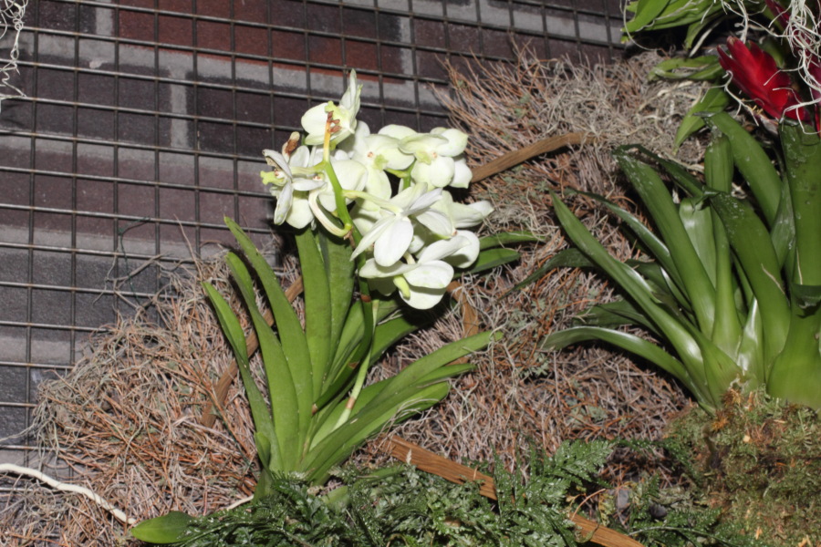 Lokation: Deutschland | Nordrhein-Westfalen | Köln | Riehl Kategorien: Gewächshaus, Zoo, Datum: 11.12.2010