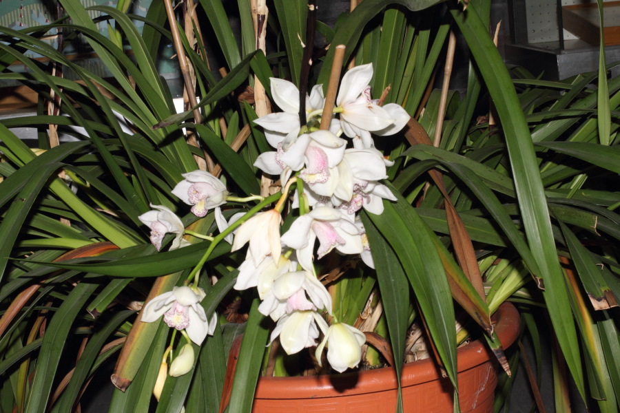 Lokation: Deutschland | Nordrhein-Westfalen | Köln | Riehl Kategorien: Gewächshaus, Zoo, Datum: 11.12.2010