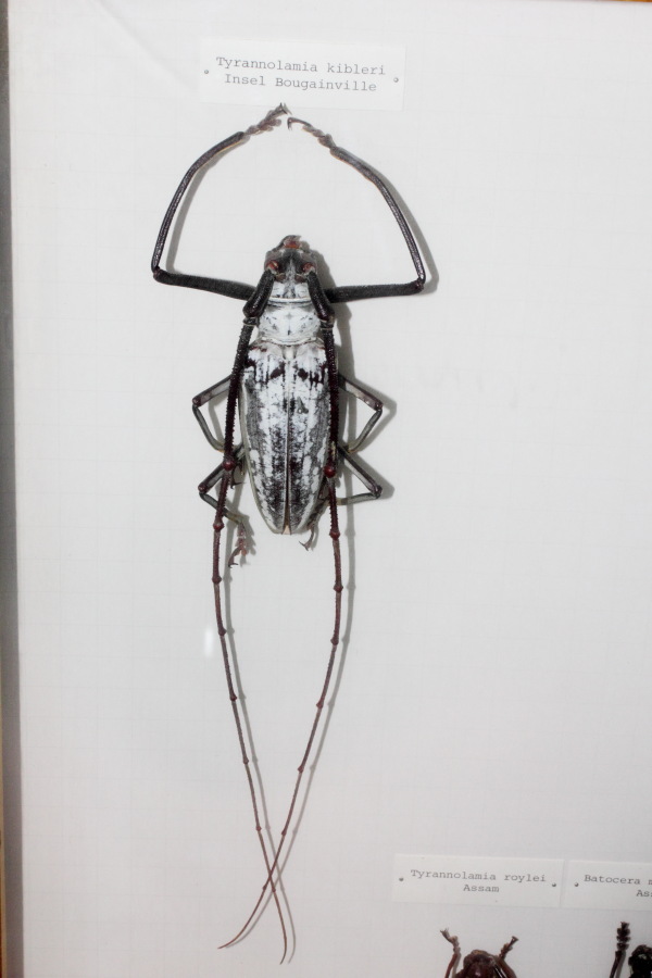 Lokation: Deutschland | Nordrhein-Westfalen | Köln | Riehl Kategorien: Zoo, Datum: 11.12.2010