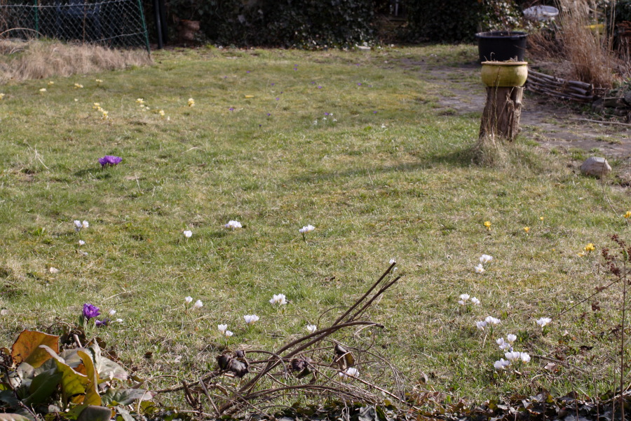 Lokation: Deutschland | Nordrhein-Westfalen | Bergisch Gladbach | Rodemich Kategorien: Naturgarten, Datum: 18.03.2010