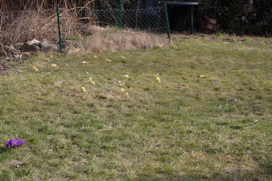 Lokation: Deutschland | Nordrhein-Westfalen | Bergisch Gladbach | Rodemich Kategorien: Naturgarten, Datum: 18.03.2010