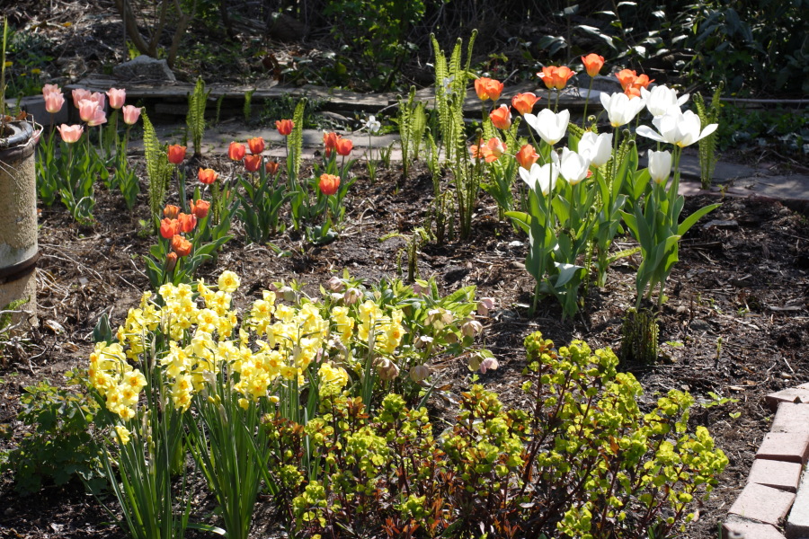 Lokation: Deutschland | Nordrhein-Westfalen | Bergisch Gladbach | Rodemich Kategorien: Garten, Datum: 23.04.2010