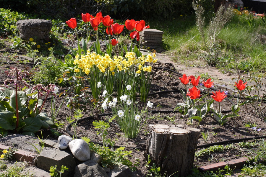 Lokation: Deutschland | Nordrhein-Westfalen | Bergisch Gladbach | Rodemich Kategorien: Garten, Datum: 23.04.2010