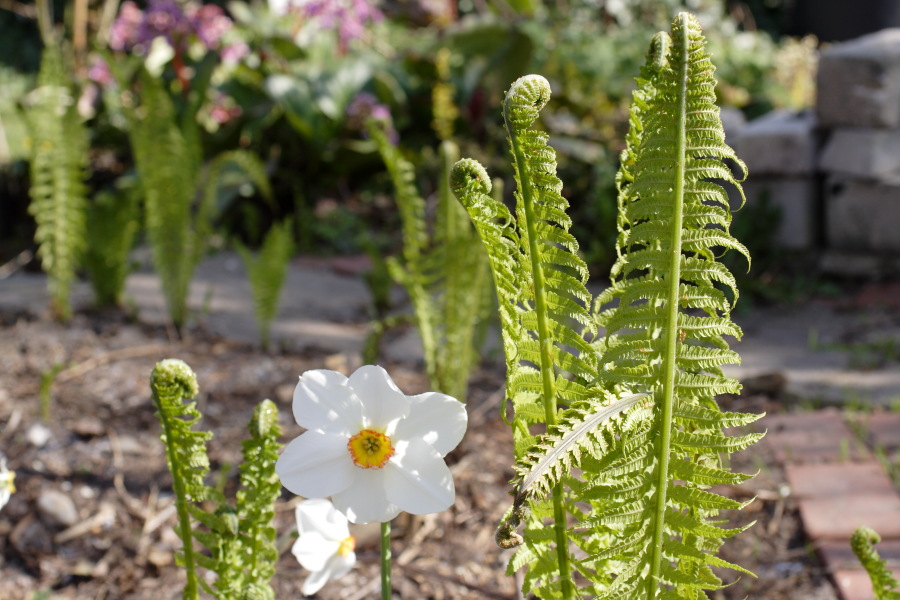 Lokation: Deutschland | Nordrhein-Westfalen | Bergisch Gladbach | Rodemich Kategorien: Naturgarten, Datum: 23.04.2010