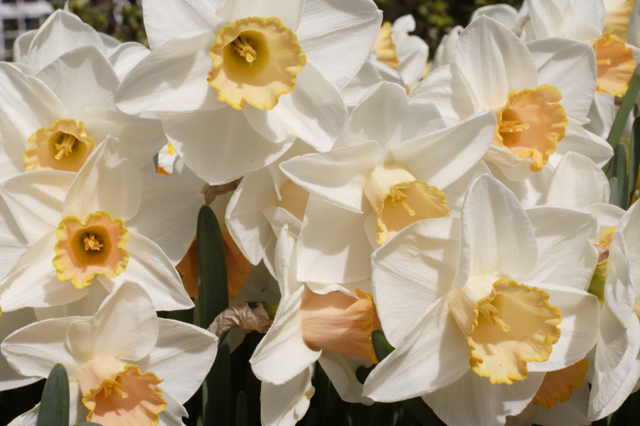 Lokation: Deutschland | Nordrhein-Westfalen | Köln | Flittard Kategorien: Garten, Datum: 24.04.2010