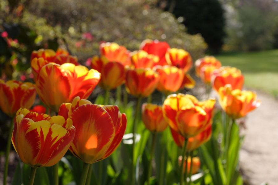 Lokation: Deutschland | Nordrhein-Westfalen | Köln | Flittard Kategorien: Garten, Datum: 24.04.2010