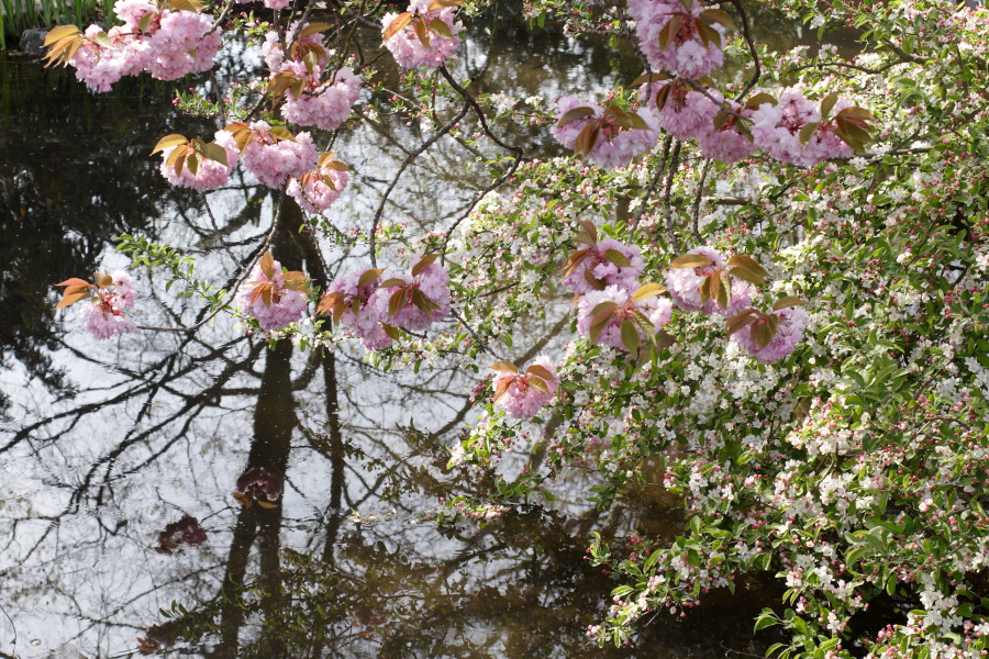 Lokation: Deutschland | Nordrhein-Westfalen | Köln | Flittard Kategorien: Garten, Datum: 24.04.2010
