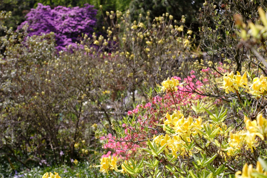 Lokation: Deutschland | Nordrhein-Westfalen | Köln | Riehl Kategorien: Garten, Datum: 28.04.2010