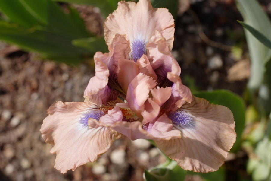 Lokation: Deutschland | Nordrhein-Westfalen | Köln | Riehl Kategorien: Garten, Datum: 28.04.2010