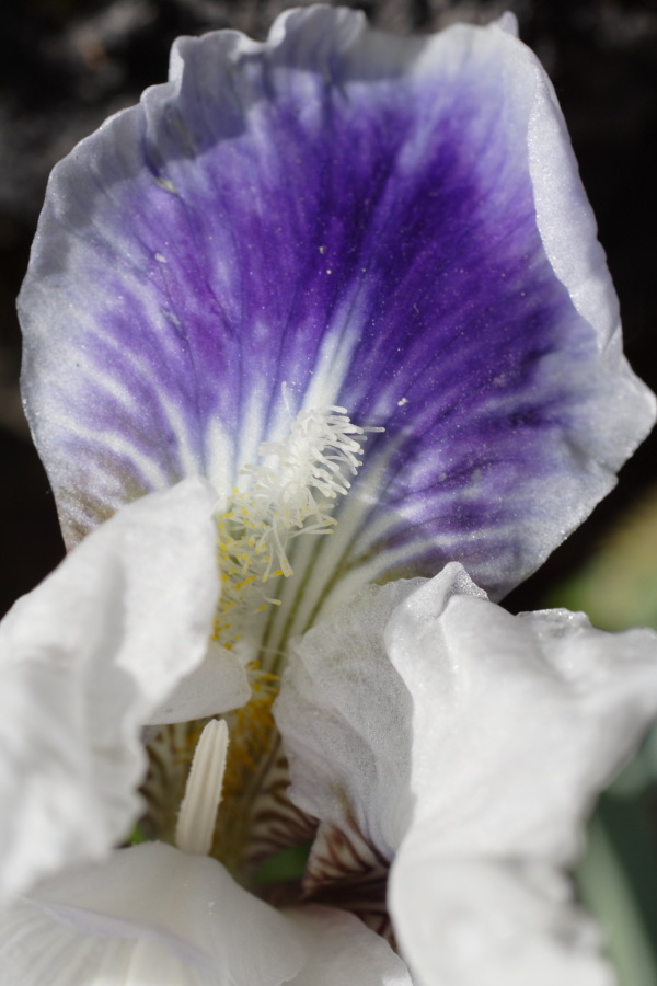 Lokation: Deutschland | Nordrhein-Westfalen | Köln | Riehl Kategorien: Garten, Datum: 28.04.2010