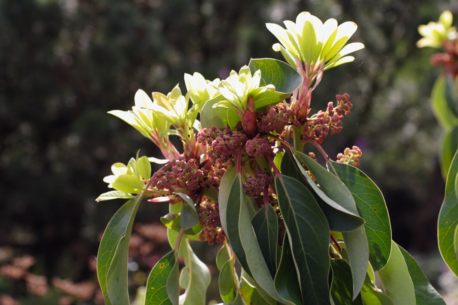 Lokation: Deutschland | Nordrhein-Westfalen | Köln | Riehl Kategorien: Garten, Datum: 28.04.2010