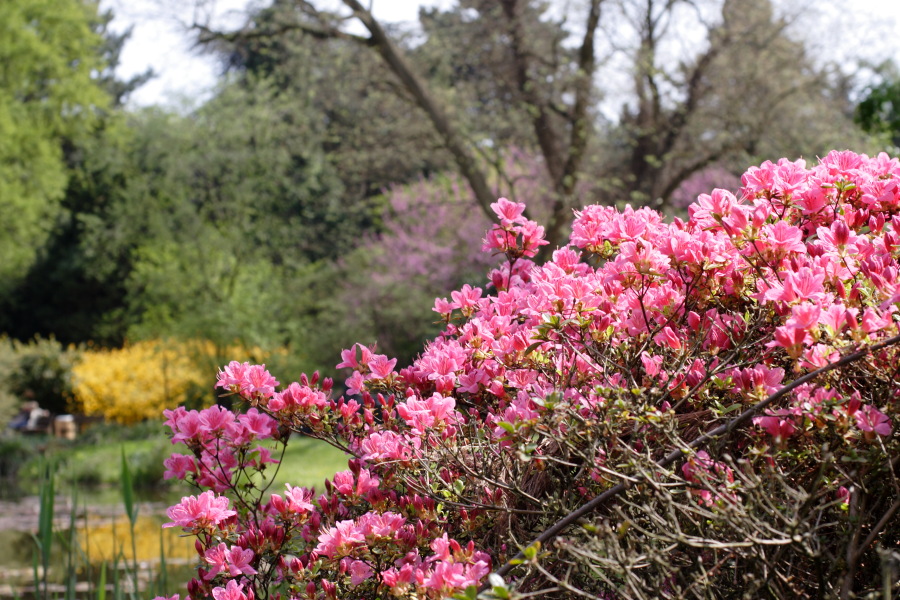 Lokation: Deutschland | Nordrhein-Westfalen | Köln | Riehl Kategorien: Garten, Datum: 28.04.2010