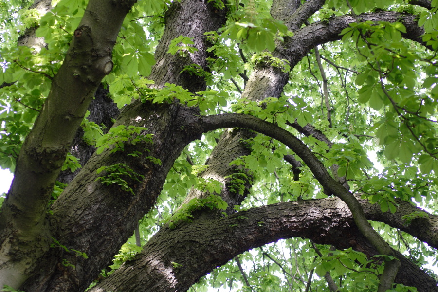 Lokation: Deutschland | Nordrhein-Westfalen | Köln | Riehl Kategorien: Garten, Datum: 28.04.2010