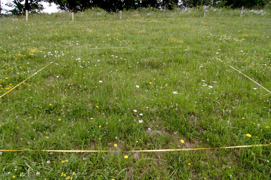 Lokation: Deutschland | Nordrhein-Westfalen | Rösrath | Unterlüghausen Kategorien: Dauerquadrat, Datum: 17.06.2010