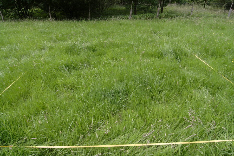 Lokation: Deutschland | Nordrhein-Westfalen | Rösrath | Unterlüghausen Kategorien: Dauerquadrat, Datum: 17.06.2010