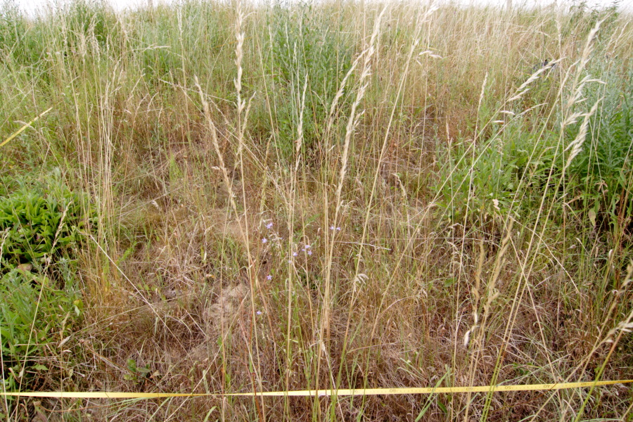 Lokation: Deutschland | Nordrhein-Westfalen | Rösrath | Klein Bliersbach Kategorien: Dauerquadrat, Datum: 04.07.2010