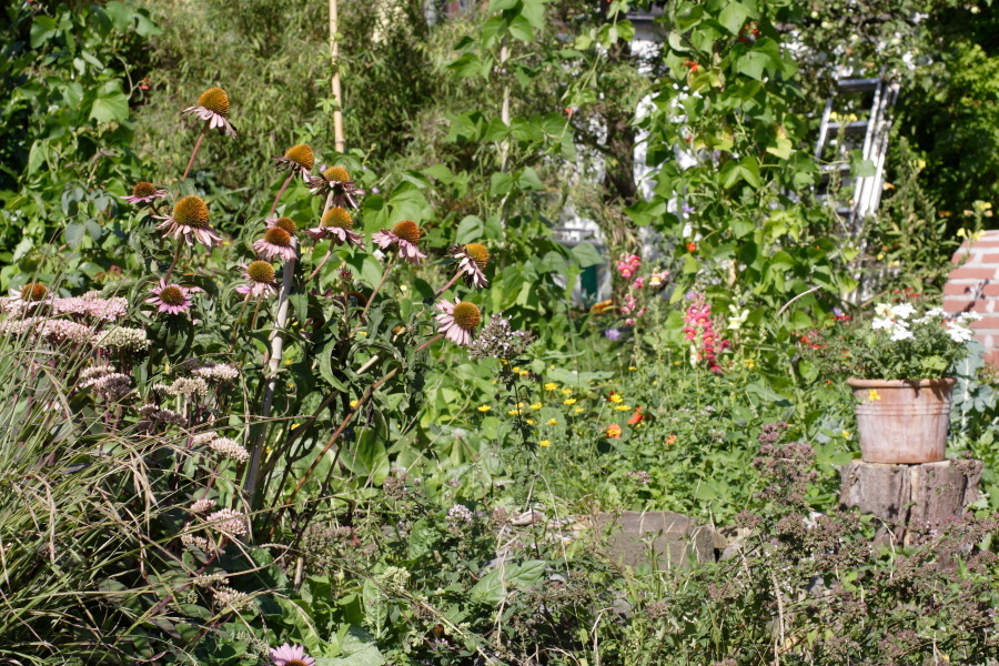 Lokation: Deutschland | Nordrhein-Westfalen | Bergisch Gladbach | Rodemich Kategorien: Naturgarten, Datum: 21.08.2010