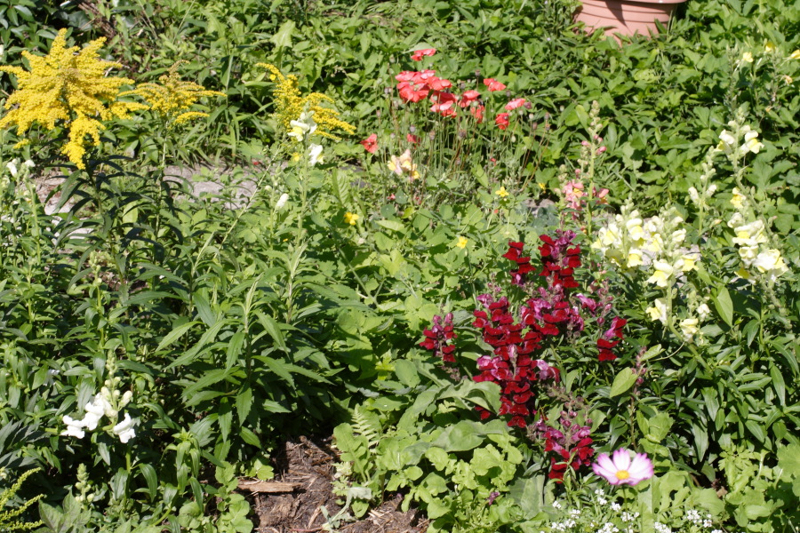 Lokation: Deutschland | Nordrhein-Westfalen | Bergisch Gladbach | Rodemich Kategorien: Naturgarten, Datum: 21.08.2010