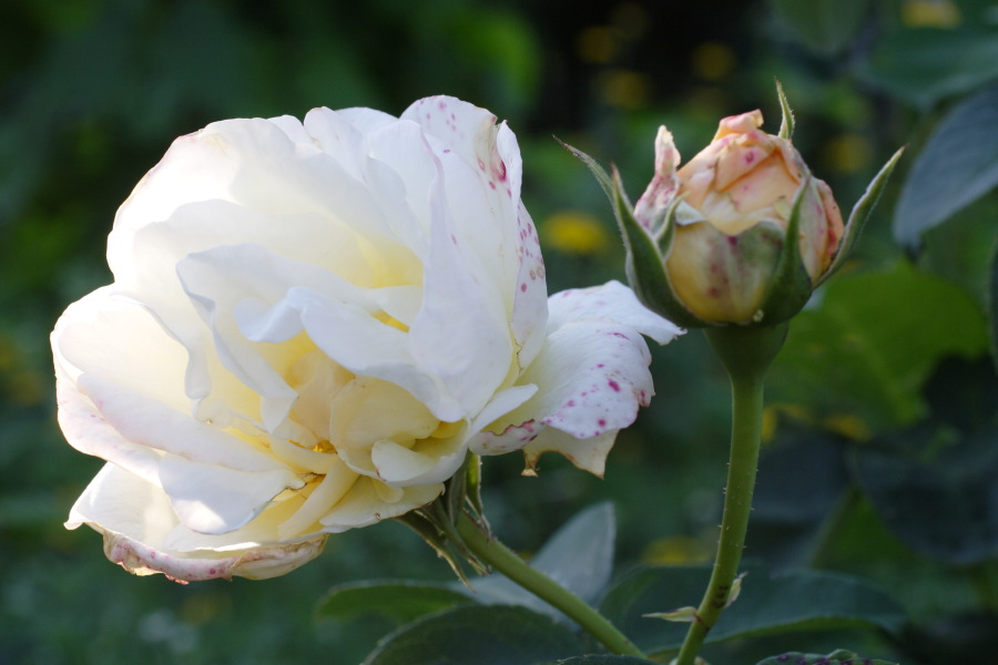 Lokation: Deutschland | Nordrhein-Westfalen | Bergisch Gladbach | Rodemich Kategorien: Garten, Datum: 04.09.2010