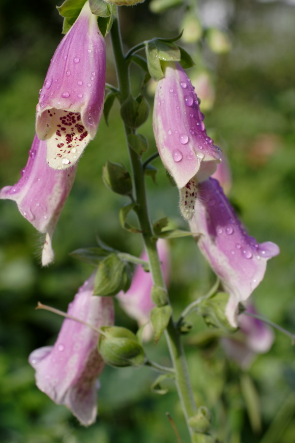 Lokation: Deutschland | Nordrhein-Westfalen | Bergisch Gladbach | Rodemich Kategorien: Garten, Datum: 11.09.2010