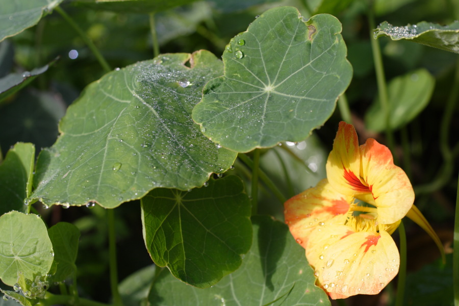 Lokation: Deutschland | Nordrhein-Westfalen | Bergisch Gladbach | Rodemich Kategorien: Garten, Datum: 11.09.2010