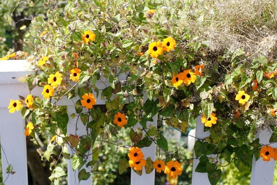 Lokation: Deutschland | Nordrhein-Westfalen | Bergisch Gladbach | Rodemich Kategorien: Garten, Datum: 11.09.2010