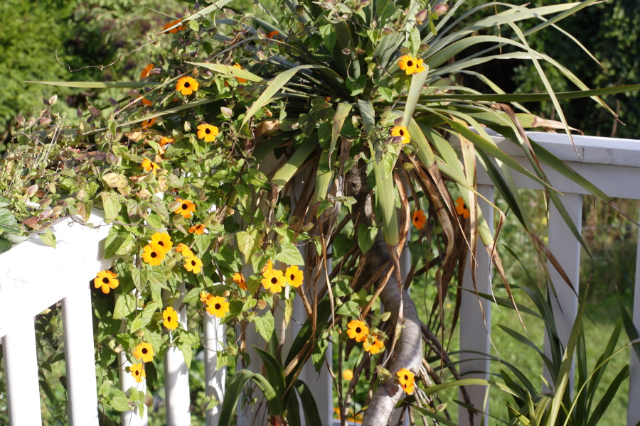 Lokation: Deutschland | Nordrhein-Westfalen | Bergisch Gladbach | Rodemich Kategorien: Garten, Datum: 11.09.2010