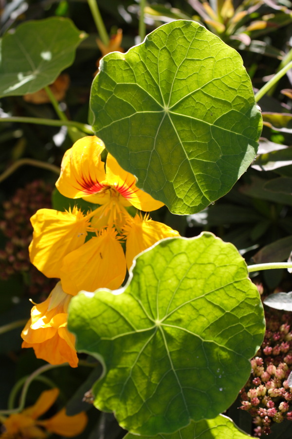 Lokation: Deutschland | Nordrhein-Westfalen | Bergisch Gladbach | Rodemich Kategorien: Garten, Datum: 10.10.2010