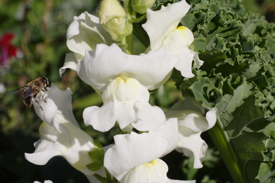 Lokation: Deutschland | Nordrhein-Westfalen | Bergisch Gladbach | Rodemich Kategorien: Garten, Datum: 10.10.2010