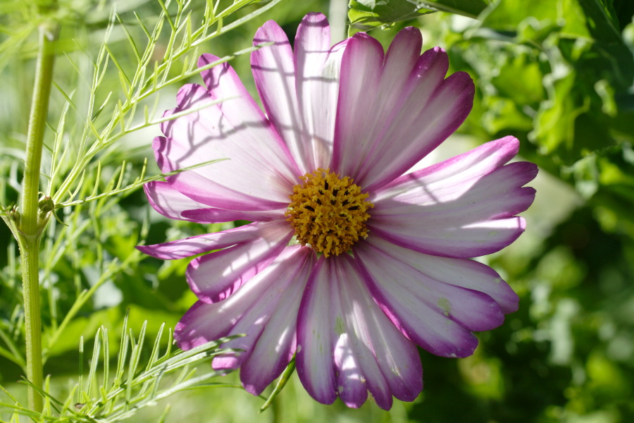 Lokation: Deutschland | Nordrhein-Westfalen | Bergisch Gladbach | Rodemich Kategorien: Garten, Datum: 10.10.2010