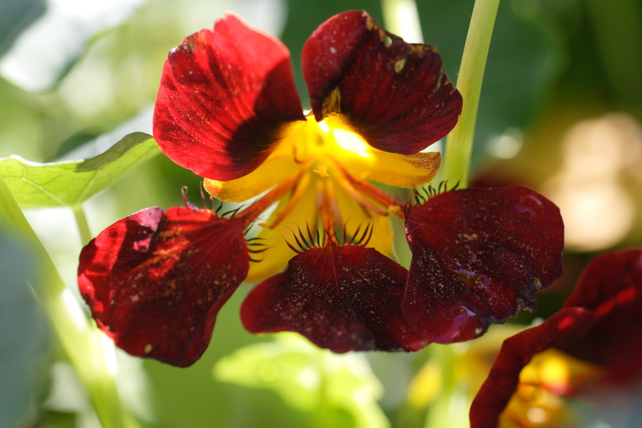 Lokation: Deutschland | Nordrhein-Westfalen | Bergisch Gladbach | Rodemich Kategorien: Garten, Datum: 10.10.2010