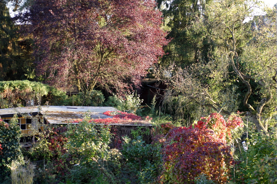 Lokation: Deutschland | Nordrhein-Westfalen | Bergisch Gladbach | Rodemich Kategorien: Garten, Datum: 10.10.2010