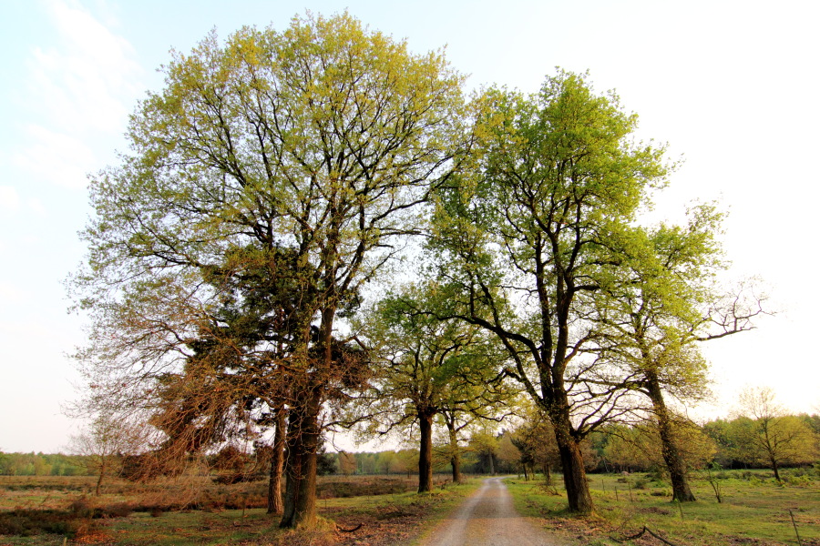 Lokation: Deutschland | Nordrhein-Westfalen | Rösrath | Kalmusweier Kategorien: Baum, Datum: 22.04.2011
