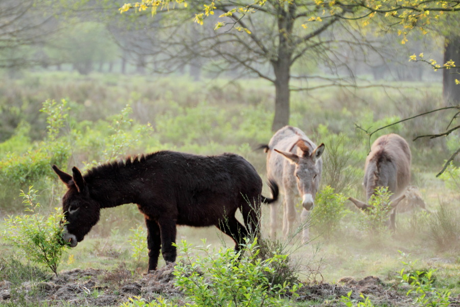 Lokation: Deutschland | Nordrhein-Westfalen | Rösrath | Kalmusweier Kategorien: Säugetiere, Datum: 22.04.2011