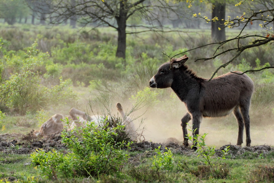 Lokation: Deutschland | Nordrhein-Westfalen | Rösrath | Kalmusweier Kategorien: Säugetiere, Datum: 22.04.2011