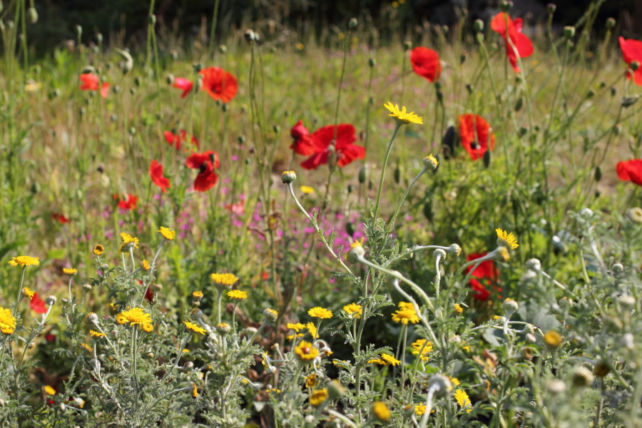 Lokation: Deutschland | Nordrhein-Westfalen | Bergisch Gladbach | Rodemich Kategorien: Naturgarten, Datum: 04.06.2011