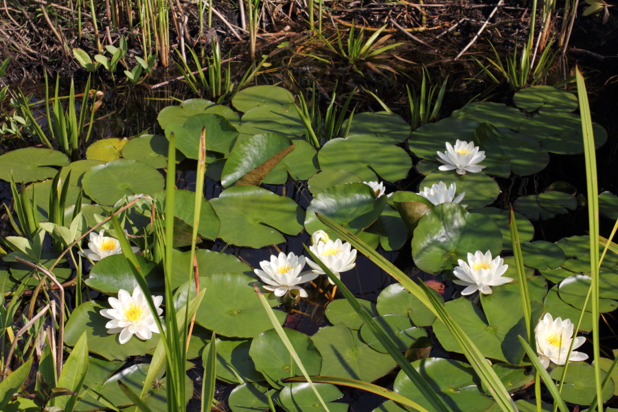 Lokation: Deutschland | Nordrhein-Westfalen | Bergisch Gladbach | Rodemich Kategorien: Teich, Datum: 04.06.2011