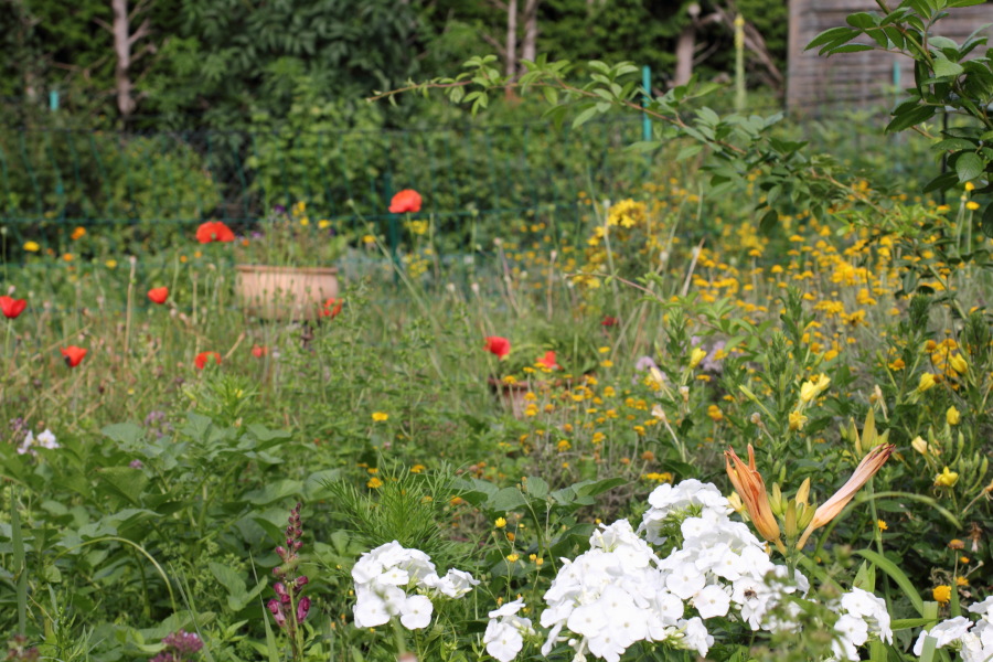 Lokation: Deutschland | Nordrhein-Westfalen | Bergisch Gladbach | Rodemich Kategorien: Naturgarten, Datum: 03.07.2011