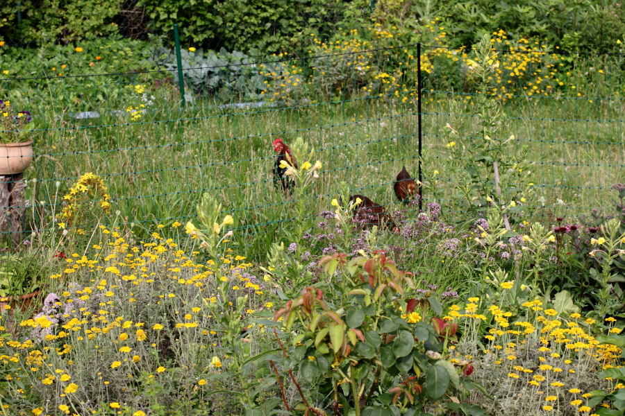 Lokation: Deutschland | Nordrhein-Westfalen | Bergisch Gladbach | Rodemich Kategorien: Hühner, Permakultur, Datum: 03.07.2011