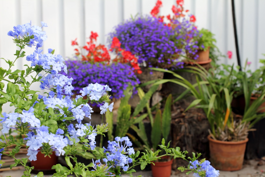 Lokation: Deutschland | Nordrhein-Westfalen | Bergisch Gladbach | Rodemich Kategorien: Garten, Datum: 03.07.2011