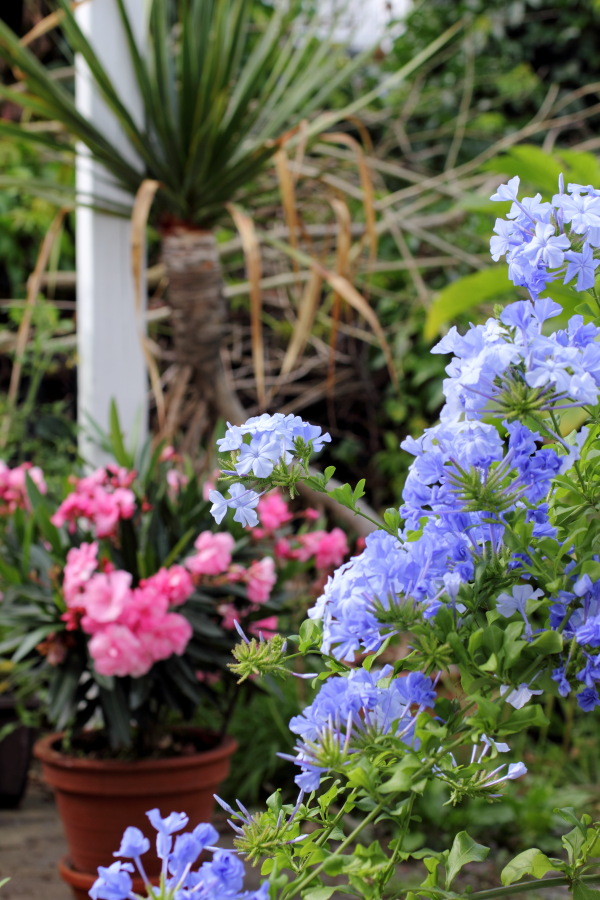 Lokation: Deutschland | Nordrhein-Westfalen | Bergisch Gladbach | Rodemich Kategorien: Garten, Datum: 03.07.2011