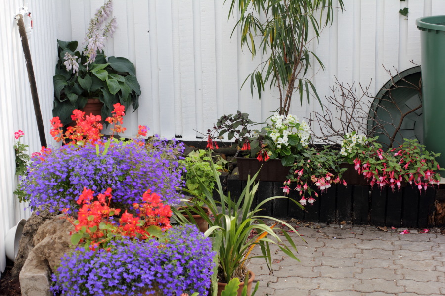 Lokation: Deutschland | Nordrhein-Westfalen | Bergisch Gladbach | Rodemich Kategorien: Garten, Datum: 03.07.2011