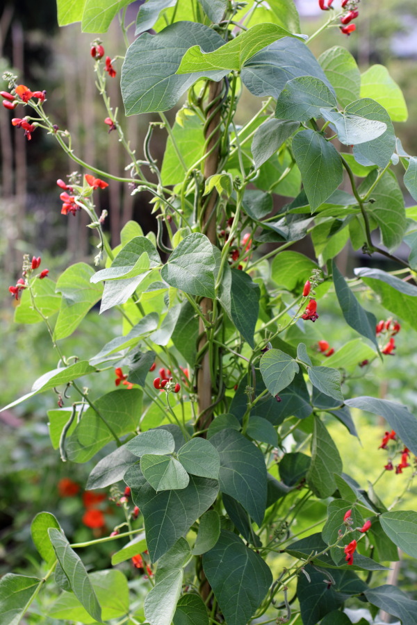 Lokation: Deutschland | Nordrhein-Westfalen | Bergisch Gladbach | Rodemich Kategorien: Permakultur, Datum: 03.07.2011