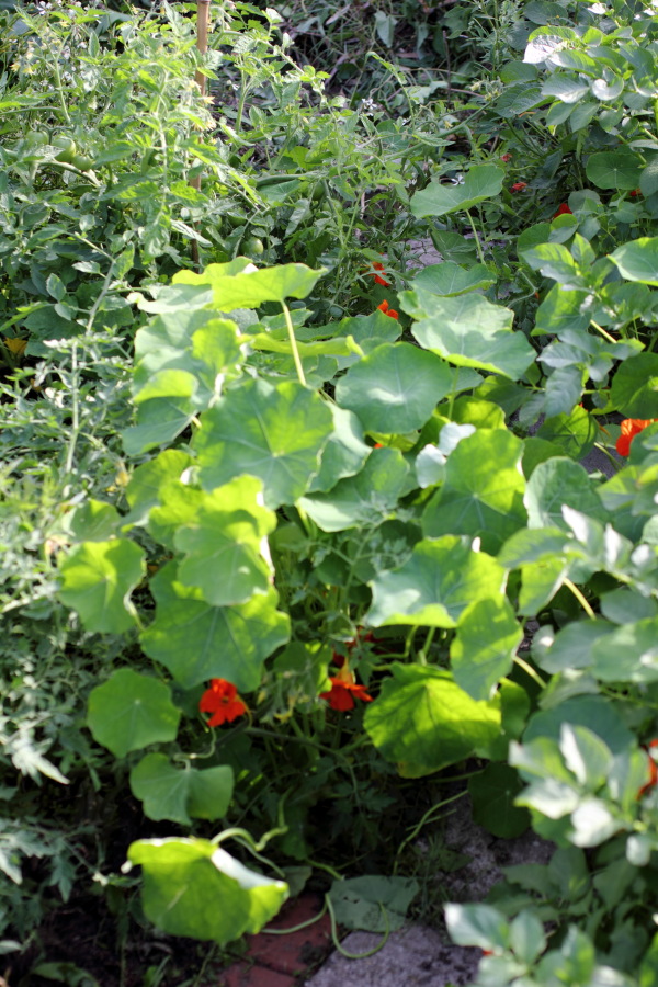 Lokation: Deutschland | Nordrhein-Westfalen | Bergisch Gladbach | Rodemich Kategorien: Naturgarten, Datum: 03.07.2011
