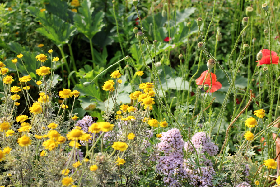 Lokation: Deutschland | Nordrhein-Westfalen | Bergisch Gladbach | Rodemich Kategorien: Naturgarten, Datum: 03.07.2011