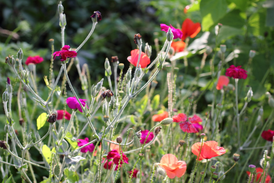 Lokation: Deutschland | Nordrhein-Westfalen | Bergisch Gladbach | Rodemich Kategorien: Naturgarten, Datum: 03.07.2011