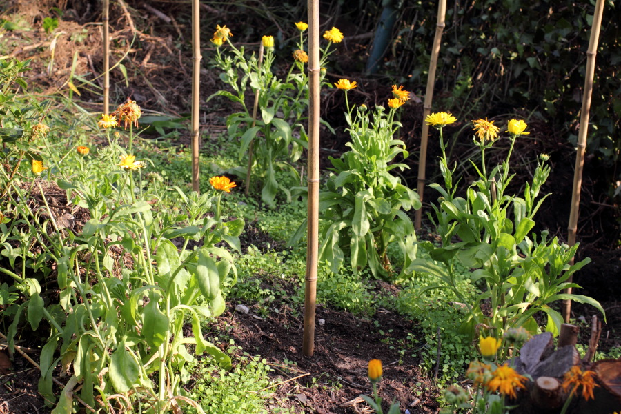 Lokation: Deutschland | Nordrhein-Westfalen | Bergisch Gladbach | Rodemich Kategorien: Permakultur, Datum: 03.07.2011